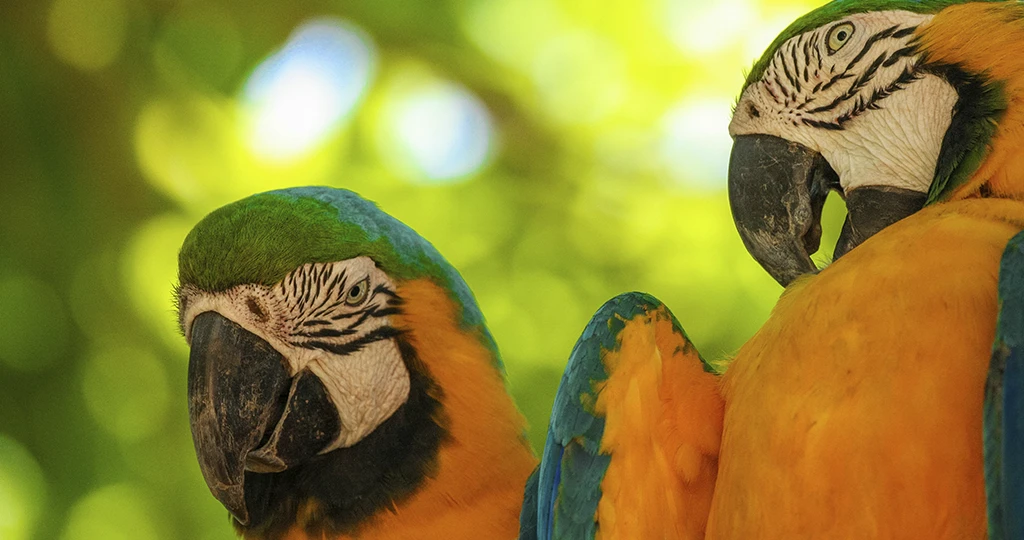 pantanal-unsplash-24-david-waite-vVLCyI1TR4s-unsplash